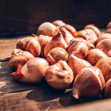 Zwiebeln & Knollen