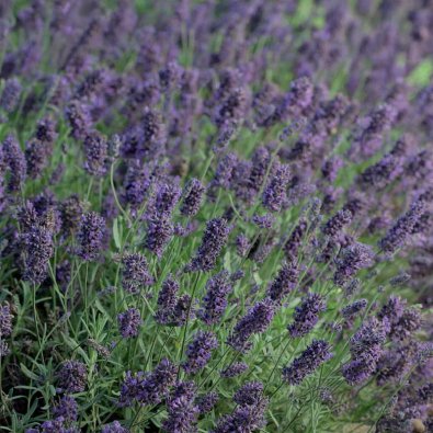 Lavendel